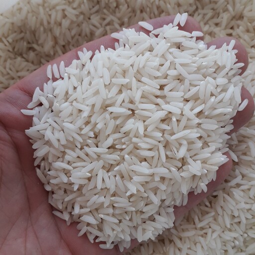 برنج هاشمی کشت دوم اشرافی
