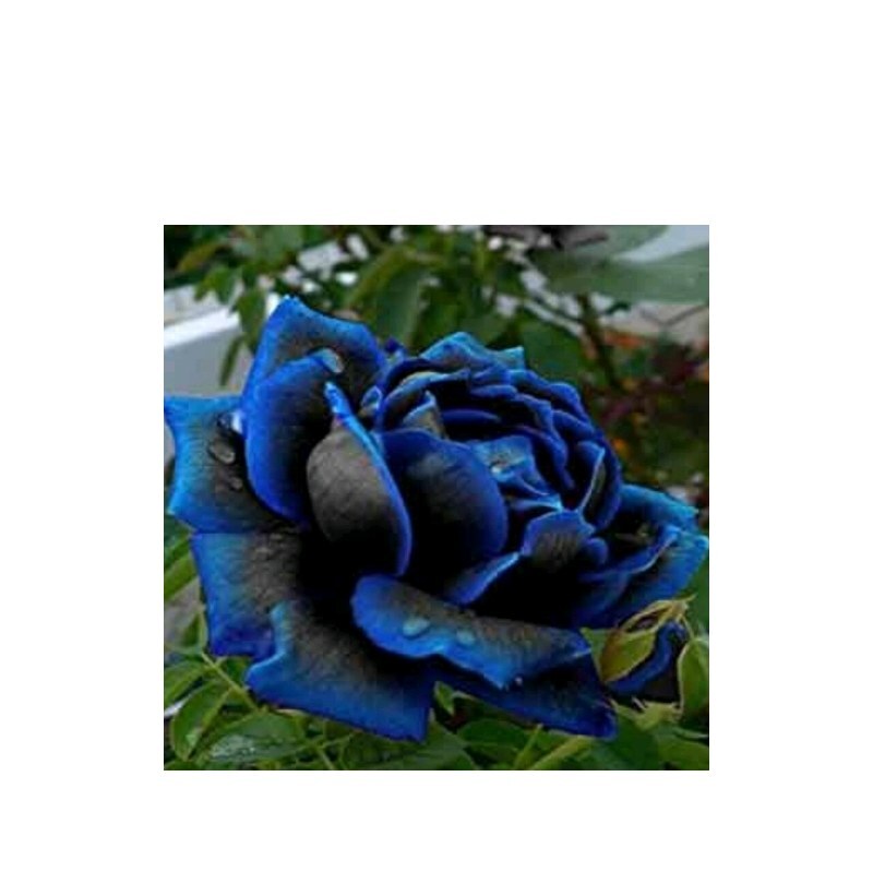 نهال گل رز آبی هلندی 