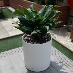 گیاه دراسنا کامپکت 