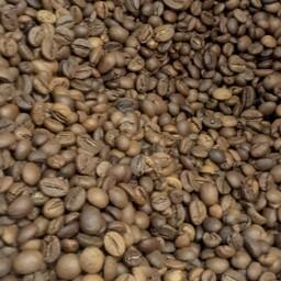 دانه قهوه تنوع خام بو داده آسیاب شده کامل بپرسید در چت 