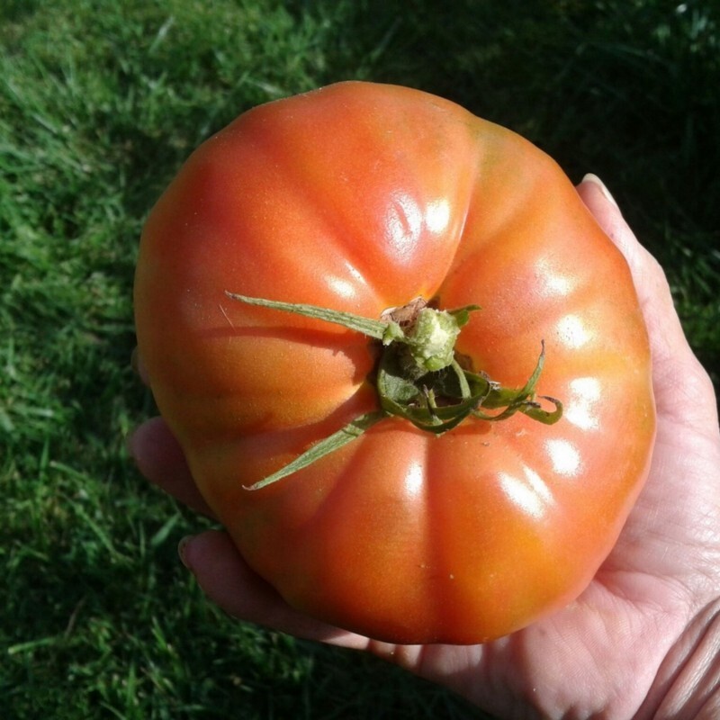 بذر گوجه فرنگی سایز بسیار بزرگ10عددی