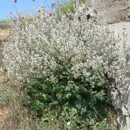 بذر مریم گلی پشمالو (مرو) 1گرمی