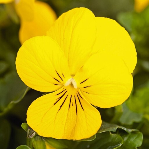 بذر گل بنفشه زرد فسفری 500عددی