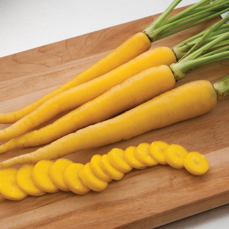بذر هویج زرد 1گرمی