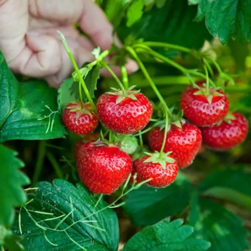 بذر توت فرنگی چند ساله 10عددی