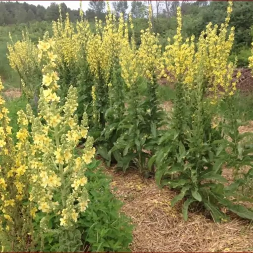 بذر گل ماهور (خرگوشک) 1گرمی