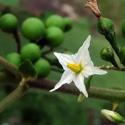 بذر بادمجان نخودی سبز 10عددی