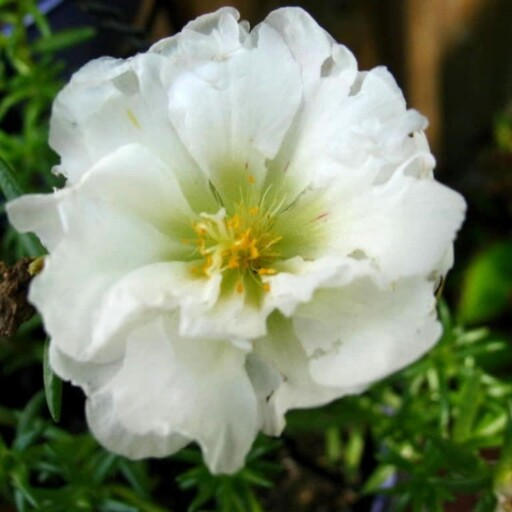 بذر گل ناز آفتابی سفید 1گرمی