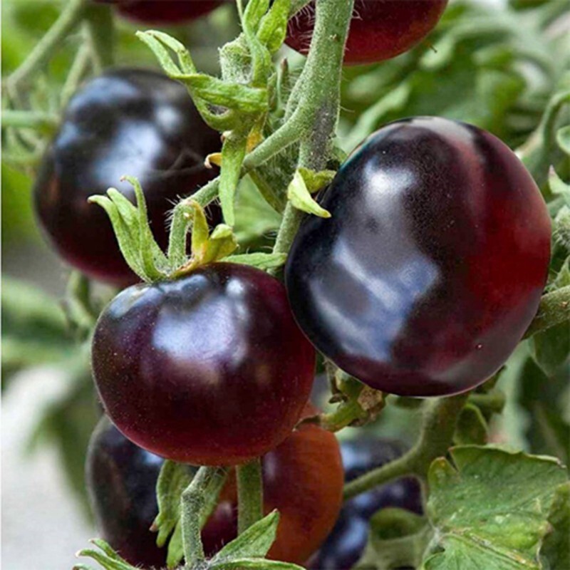 بذر گوجه مشکی ایندیگو رز 10 عددی