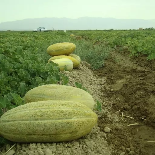 بذر خربزه خاتونی 1گرمی