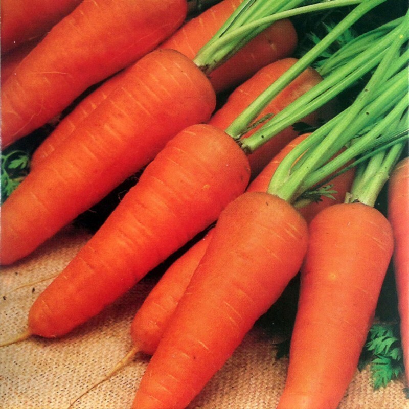 بذر  هویج پودر قرمز 1گرمی