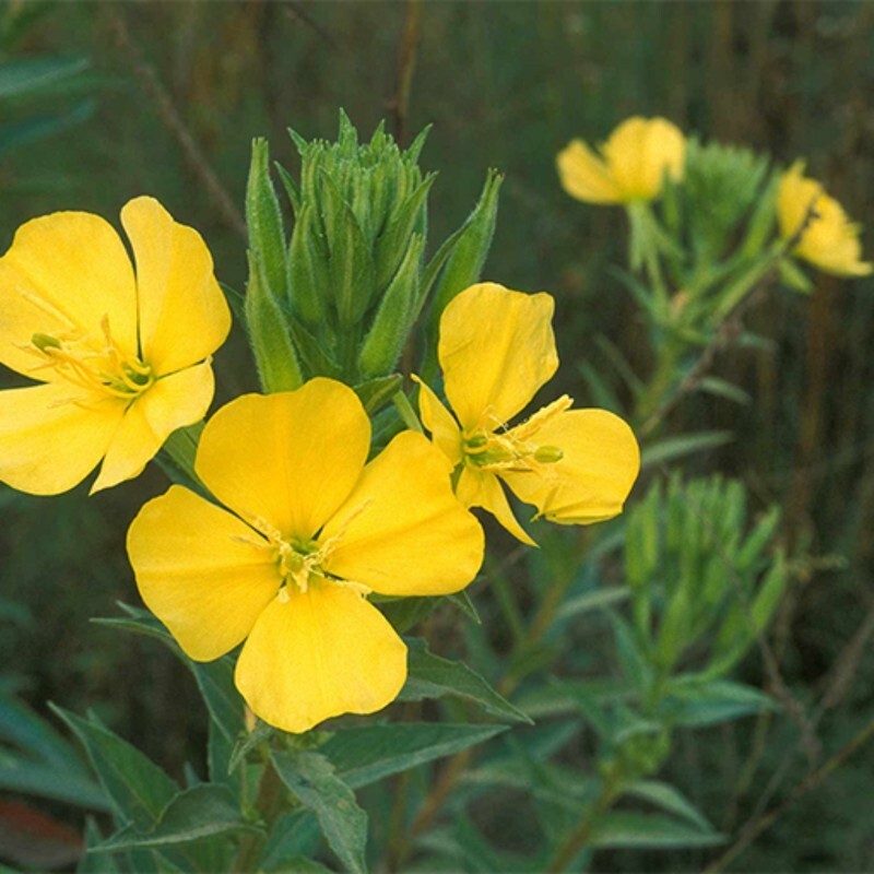 بذر گل مغربی زرد 1 گرمی