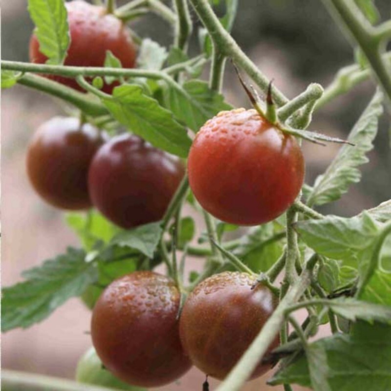 بذر گوجه گیلاسی سیاه 10عددی