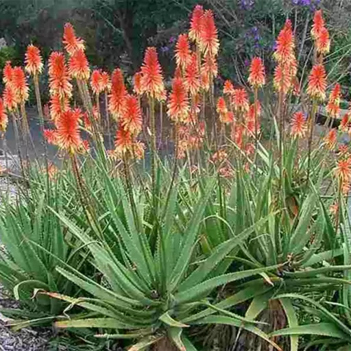 بذر شاخ بزی 1گرمی