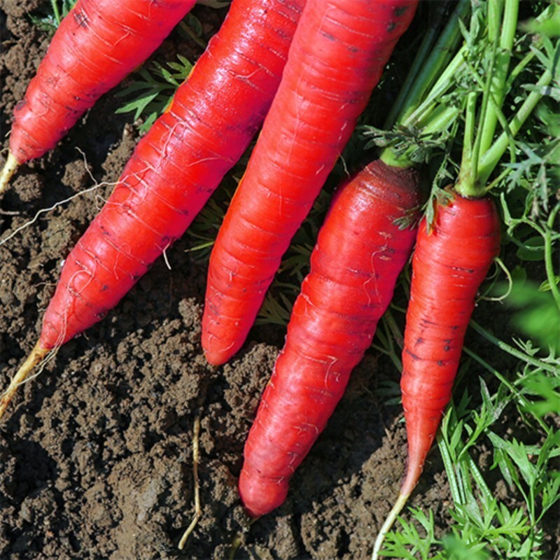بذر هویج قرمز 1 گرمی