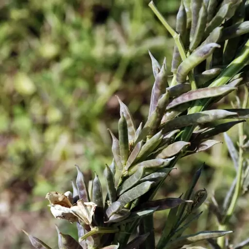 بذر گوار 1 گرمی