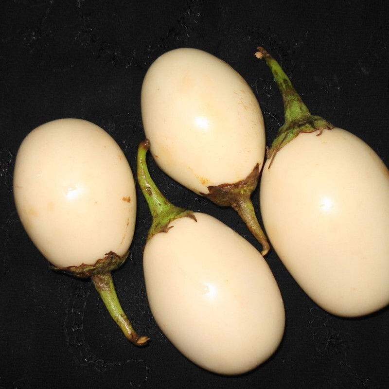 بذر بادمجان سفید تخم مرغی 10عددی