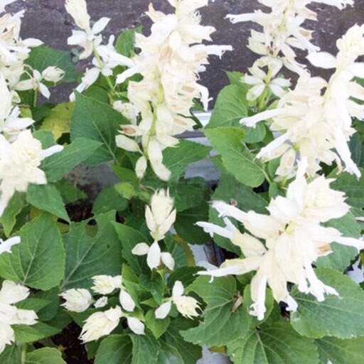 بذر گل سلوی سفید1گرمی