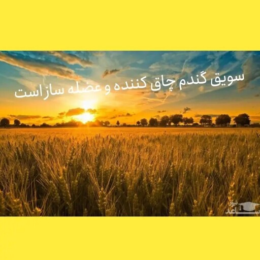 سویق گندم ( عضله ساز )