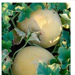 بذر خربوزه آناناسی 