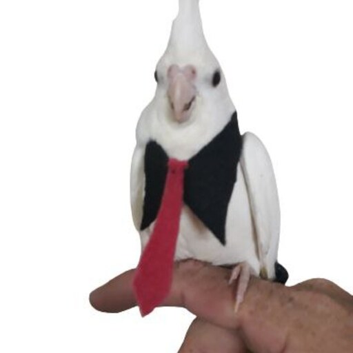 کراوات یقه طوطی
