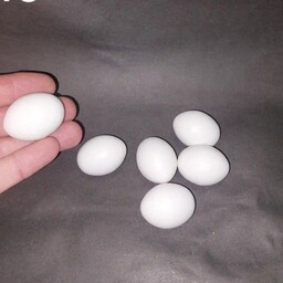 تخم  مصنوعی کبوتر و طوطی بزرگ