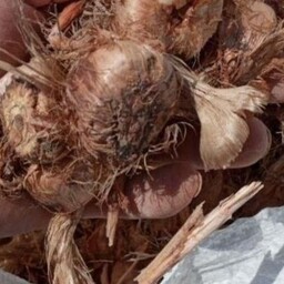 پیاز زعفران 40عددمخصوص کاشت گلدانی به همراه آموزش نحوه کشت عمده جزیی 