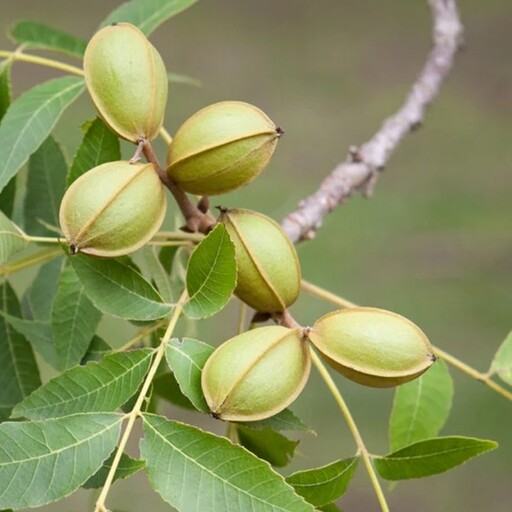 درخت گردو پکان  مولد سایز بزرگ ارتفاع حدود دومتر 