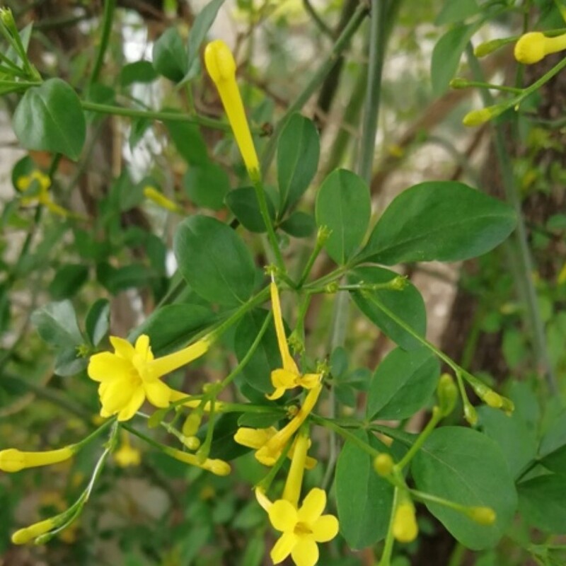 بذر گل یاسمن زرد (یک عدد )کد29