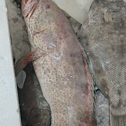 ماهی دریایی هامور
