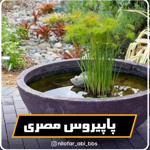 پاپیروس مصری 