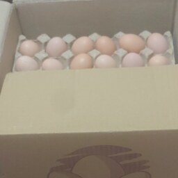 تخم مرغ محلی عمده