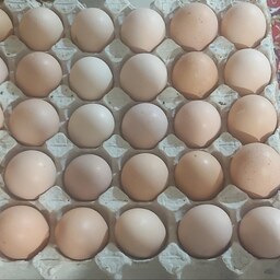تخم مرغ محلی یک کیلویی