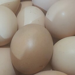 تخم مرغ محلی دانه ایی