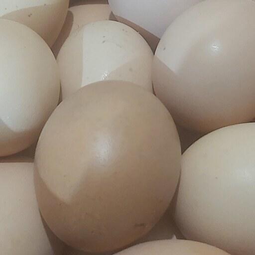 تخم مرغ محلی دانه ایی