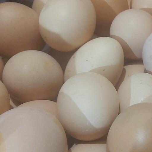 تخم مرغ محلی نیم کیلویی