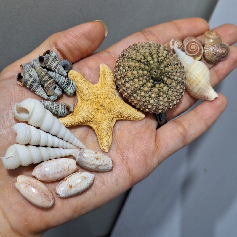 مجموعه صدف های تزئینی خاص و کلکسیونی شامل ستاره دریایی خیار دریایی و چند نمونه ی زیبا و خاص دیگر صد در صد طبیعی 