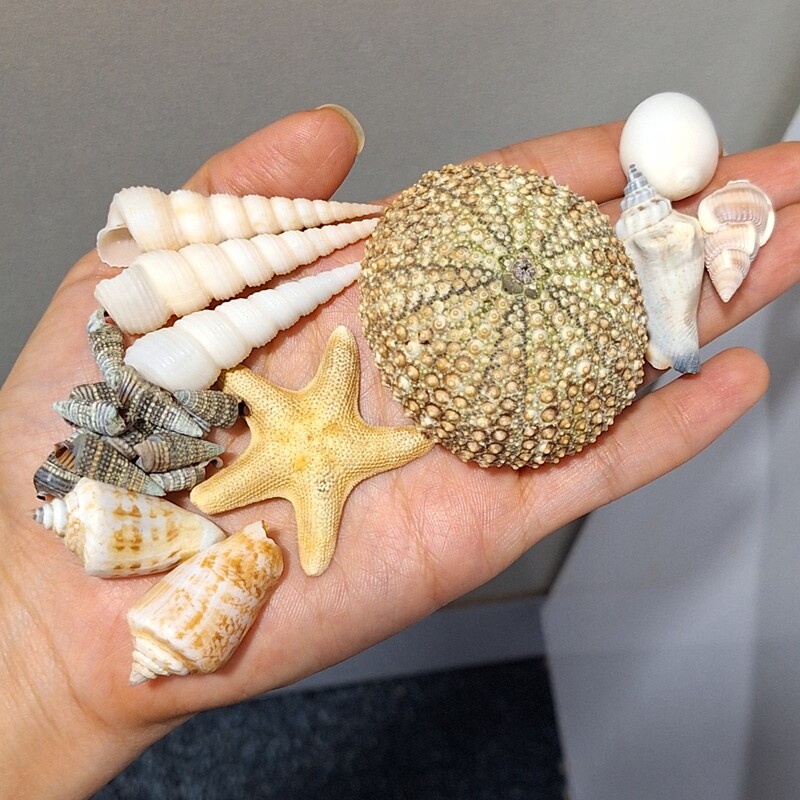 مجموعه صدف های تزئینی خاص و کلکسیونی شامل ستاره دریایی خیار دریایی و چند نمونه ی زیبای دیگر صد در صد طبیعی شاهکار خلقت 