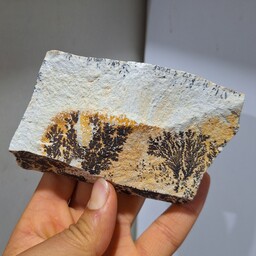 سنگ راف شجر دندریتی بسیار با کیفیت و واضح و پر رنگ کد 18786 