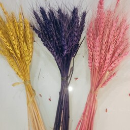 گندم دکوراتیو در رنگهای متنوع ( پک 6 عددی )