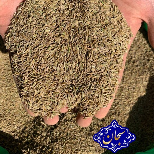 زیره سبز 500 گرمی سبحان سُرت دستگاه و بسیار تمیز (زیره سبز ناساب)  