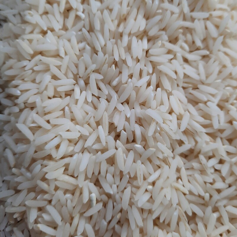 برنج بینام امرالهی کشت دوم