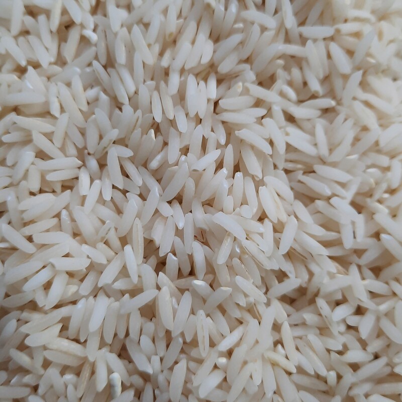 برنج بینام امرالهی کشت دوم
