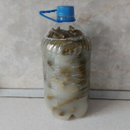 خیار شور تمیز خانگی در بطریی چهارلیتری کاملا طبیعی وبدون موادنگهدارنده