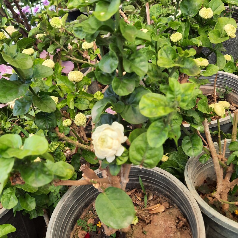 یاس رازقی مدل عمامه ای ( بسیار معطر    و  روی گل هستند )قابل نگهداری در تراس و کاشت در باغچه و باغ
