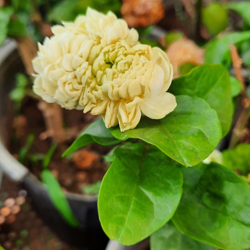 یاس رازقی مدل عمامه ای ( بسیار معطر    و  روی گل هستند )قابل نگهداری در تراس و کاشت در باغچه و باغ