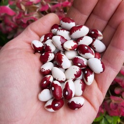  بذر کمیاب لوبیا کالیپسو  Calypso beans