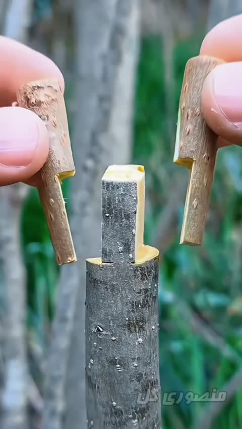 بذر ریحان سبز یک بسته