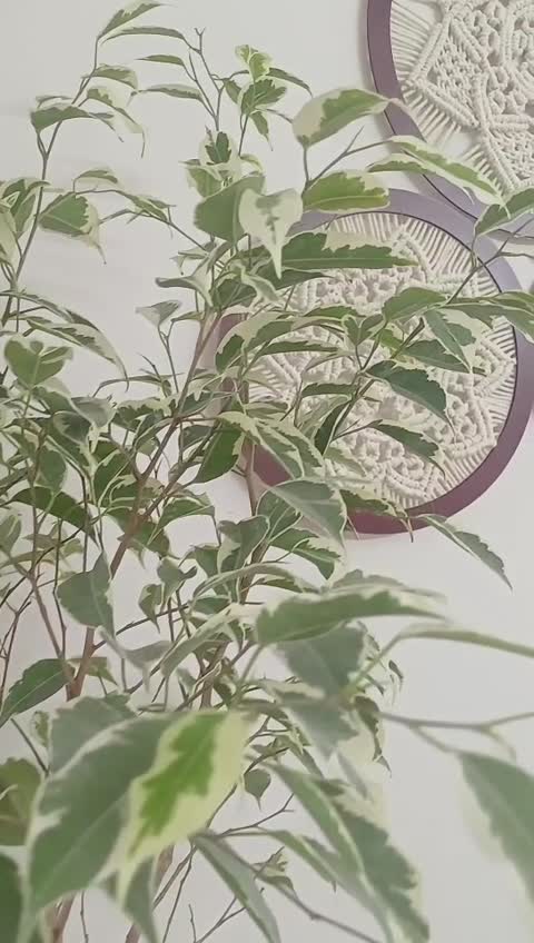 ماندالا مکرومه
