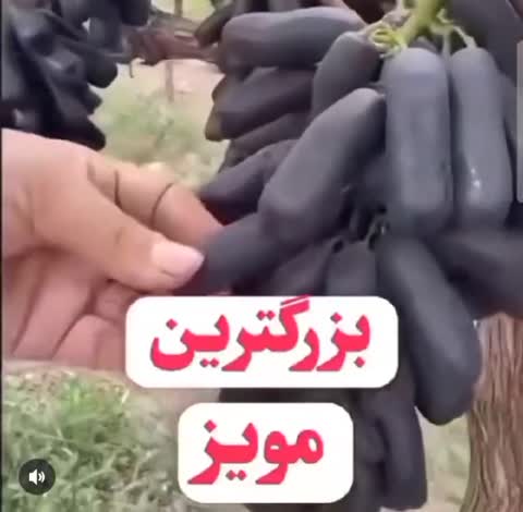 نهال انگور گلدانی موندراپ (سوییت شاپر) تضمینی